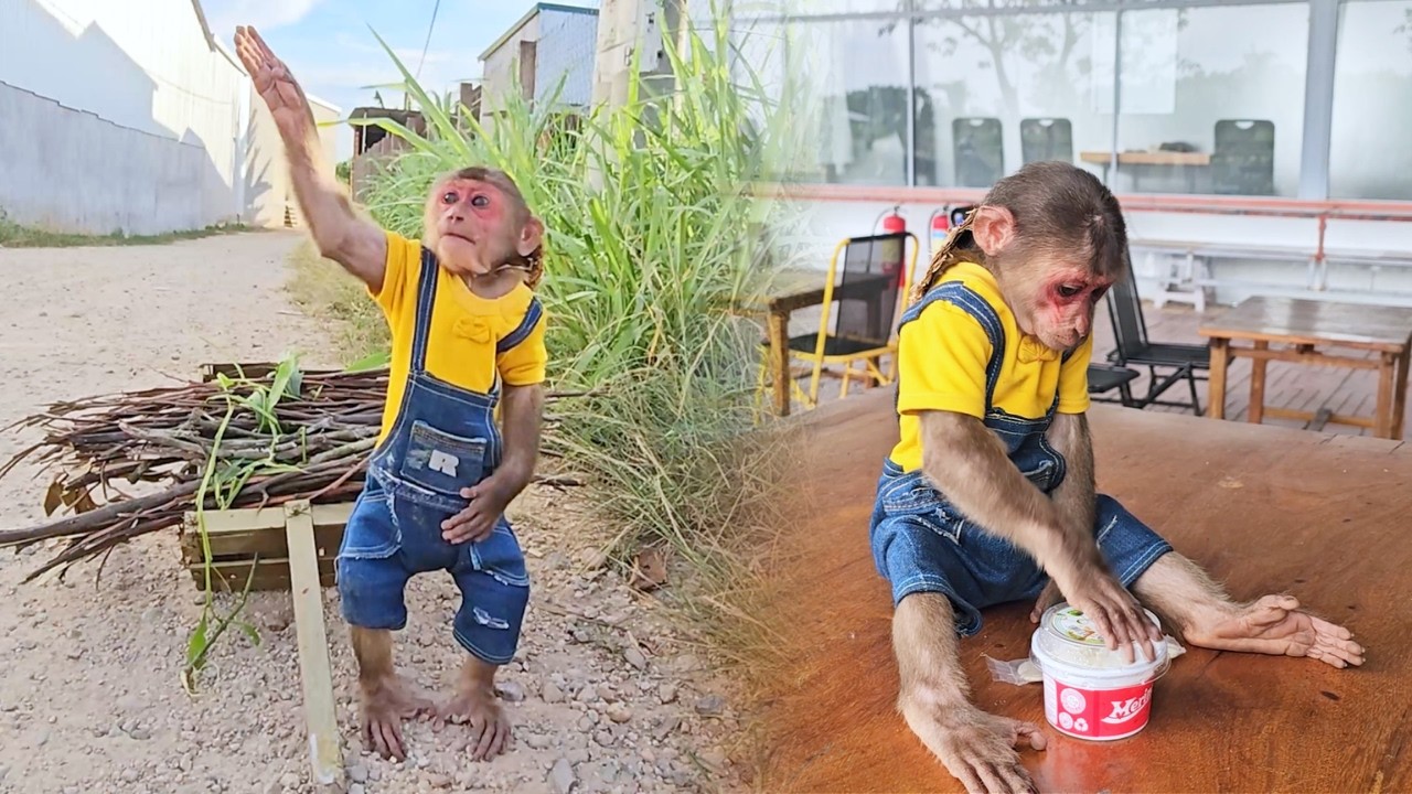 Money Master! SU Unexpected Genius Plan to Buy Favorite Ice Cream!