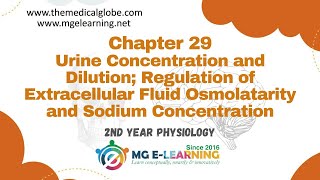 Urine Concentration and Dilution; Regulation of Extracellular Fluid Osmolatarity |Chapter 29|