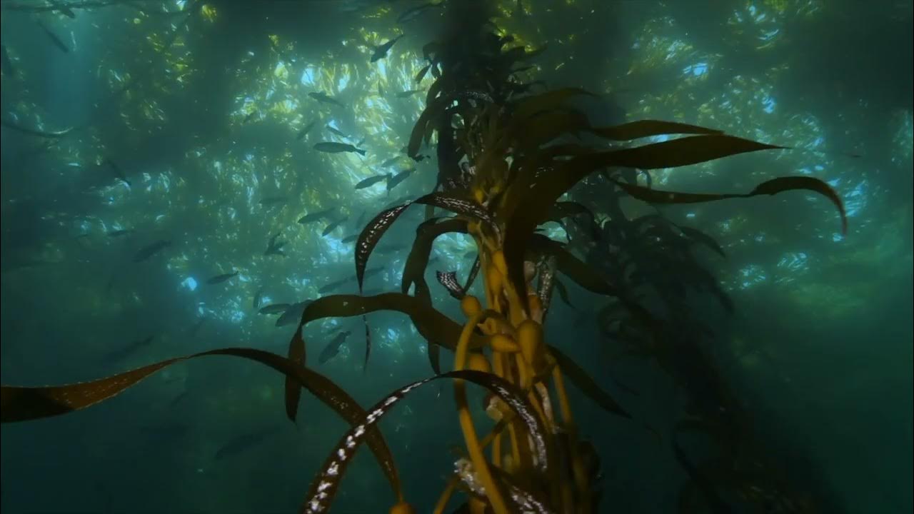 MarineSitu Department of Education SBIR Proposal 2024 (4K) YouTube