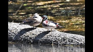 Wood Ducks 2019 by West Coast Gal 104 views 4 years ago 5 minutes, 43 seconds