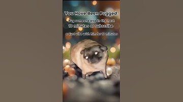 PUGGED #funny #trending