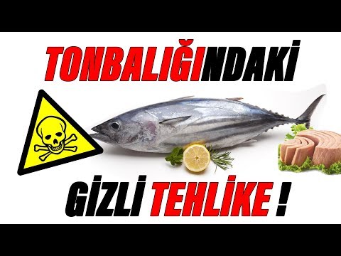 TON BALIĞI ÖLDÜRÜR MÜ ? YEDİNCİ KITA VE SONUÇLARI