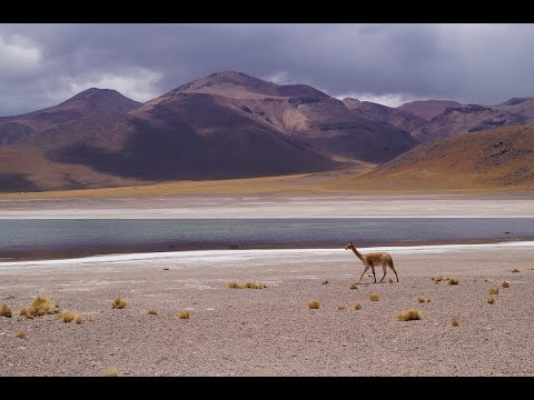 Captura y esquila de Vicuñas (chaku) en Laguna Blanca, Provincia de Catamarca - Alimentos y Regiones