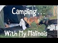 Tent camping with dogs in backyard dog smartdog dogfunny