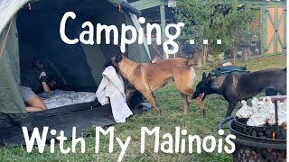 Tent Camping With Dogs In Backyard #dog #smartdog #dogfunny
