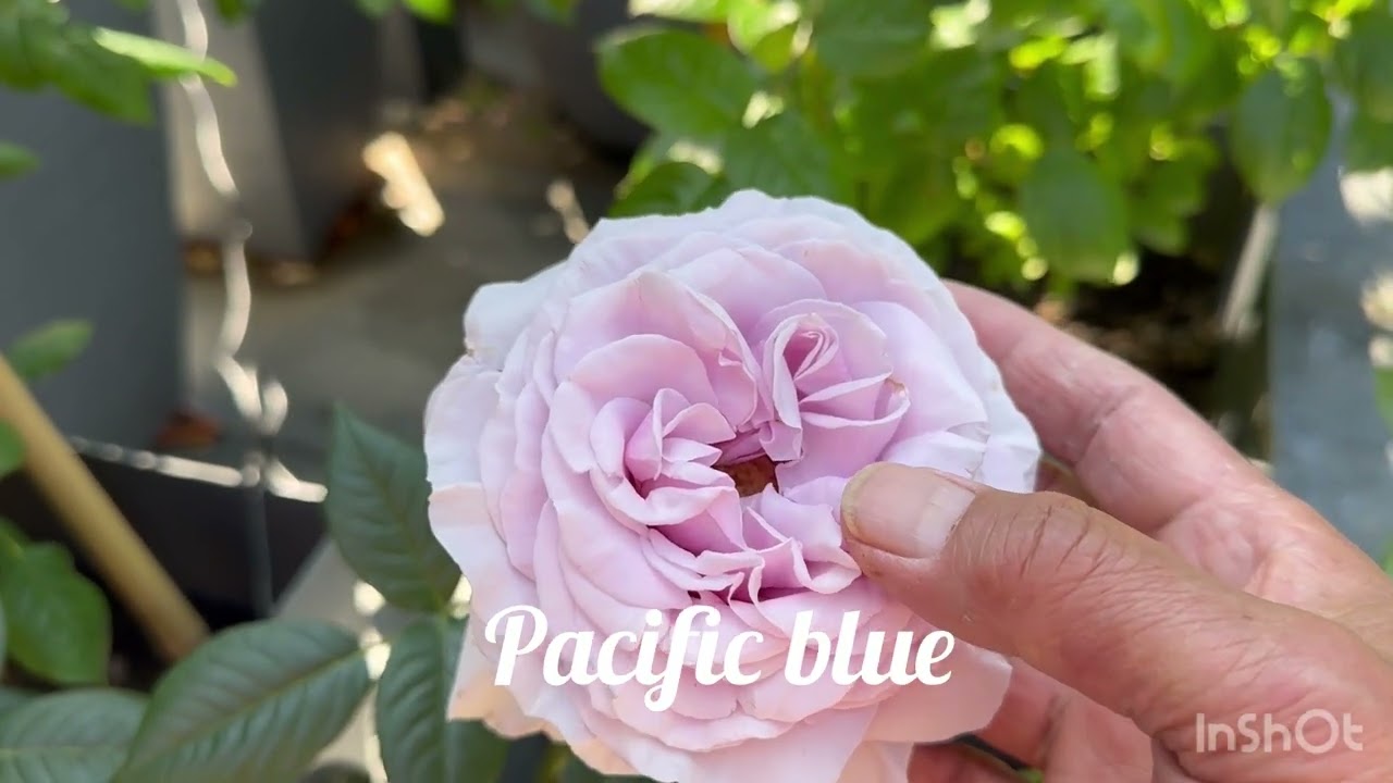 David Austin roses garden tour (Part 1) June 2024