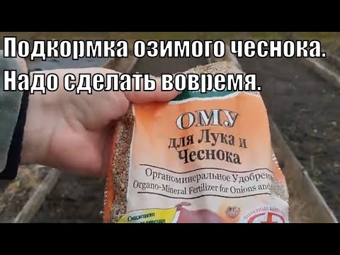 Чем и когда подкормить озимый чеснок весной? Подкормка озимого чеснока.