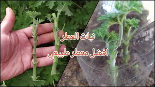 اسهل طرق إكثار نبات العطر (العطرة)( العطرشة)(العطرشان )Pelargonium graveolens، و رعايته و كل شئ عنه