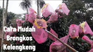 Easy Ways to Keep Out-of-Reach Longan Trees Safe from Bats