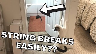 How to SET UP + My ONE Complaint About the Kalimdor Cat Toy