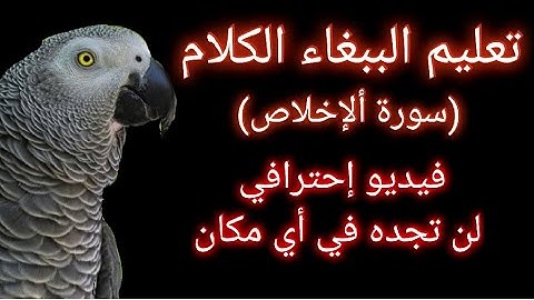 تعليم الببغاء الكلام ( سورة الاخلاص) إحترافي لن تجده في مكان أخر