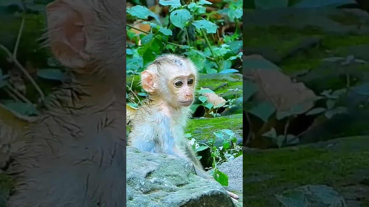 Pity Baby Monkey Lucie. 