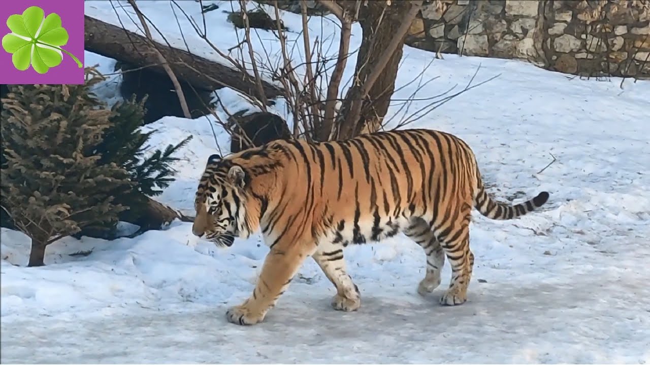 Амурский тигр московский зоопарк Амурский тигр московский зоопарк