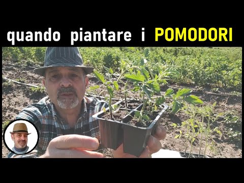 Video: Quando dovrei piantare i pomodori - Tempi di semina adeguati