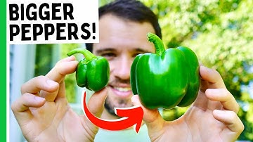 Grow Bigger Peppers (7 Tips)