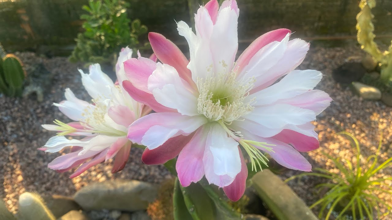 COPIANDO IDEIA DE YOUTUBER FAMOSA  E MAIS CACTO FLORIDO 