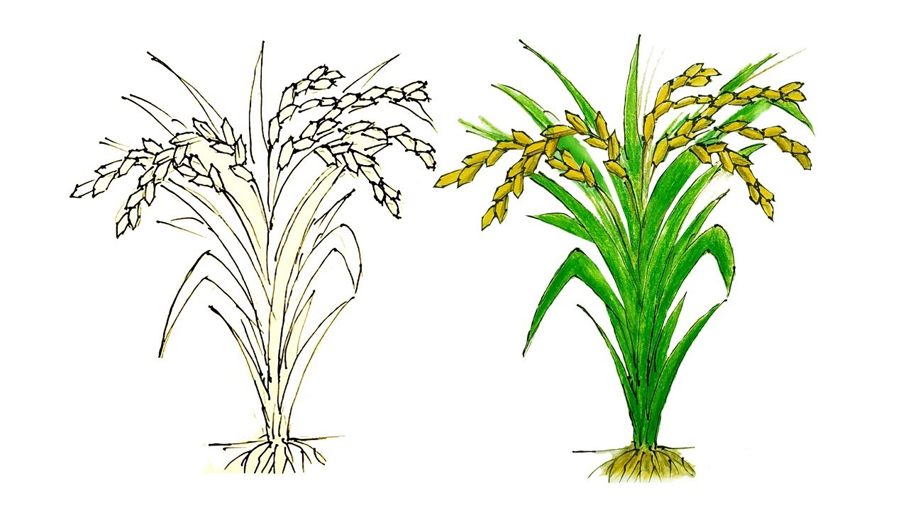 Featured image of post Drawing Of Barley Plant Affordable and search from millions of royalty free images photos and vectors