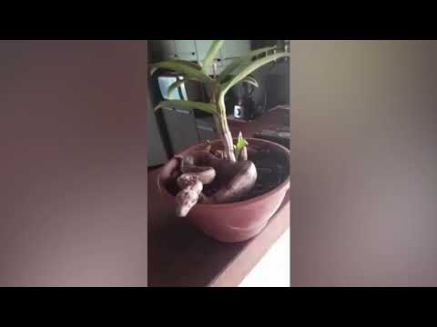 Dona de casa se assusta ao encontrar jiboia dentro de vaso de planta em Hidrolândia