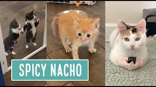 Spicy Nacho In Kitten School