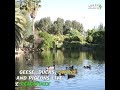 Numerous Bird Species Live In A Man Made Lake Called Sidi Chennane