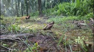 'betina pikat ayam hutan#tapau