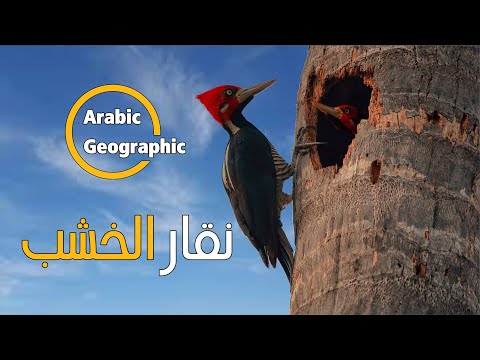 فيديو: حفارات الخشب: الخصائص والوصف والاستعراضات