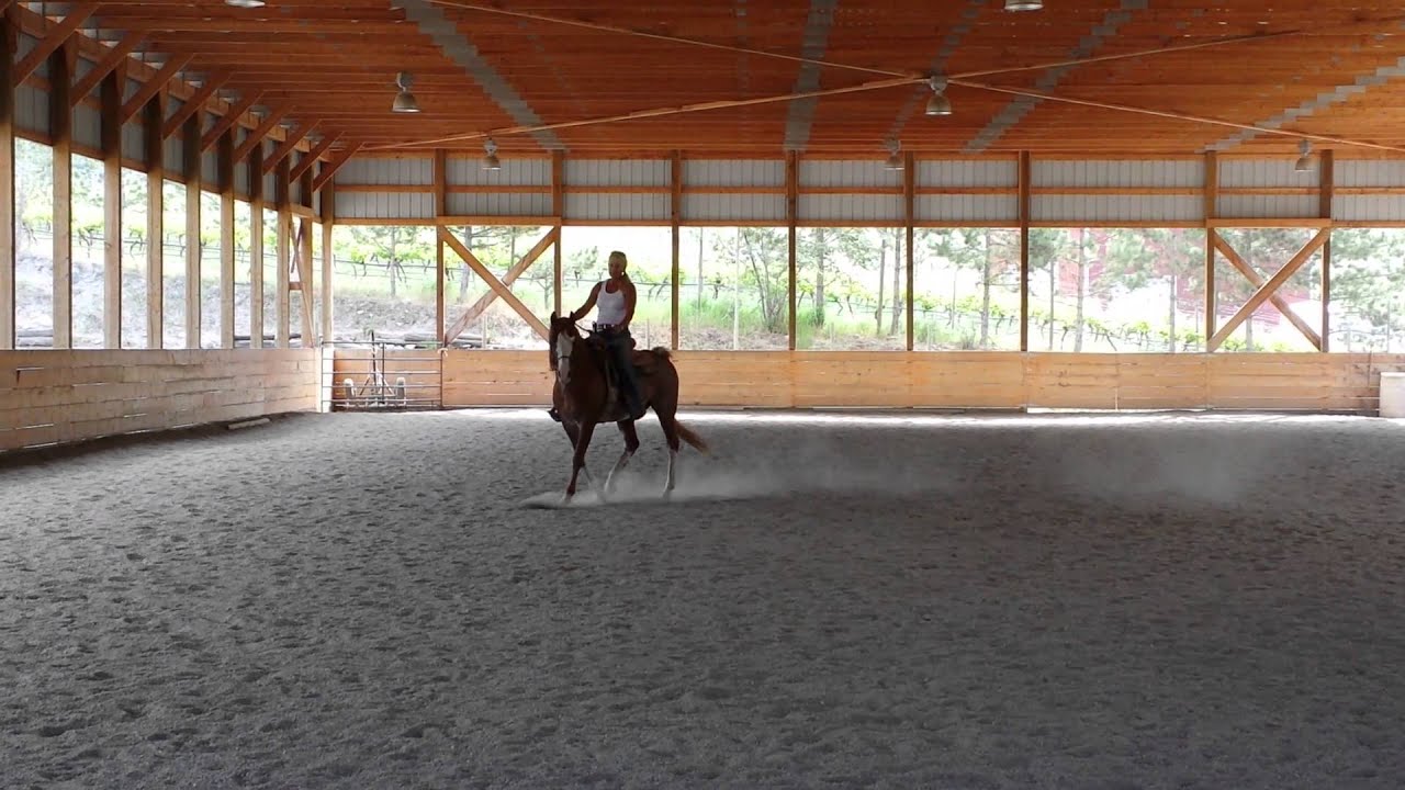 FV EL RABICANO ARABIAN STALLION