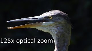 Heron cooling off in a hot summer