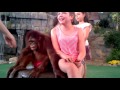 Meeting With Orang Utan
