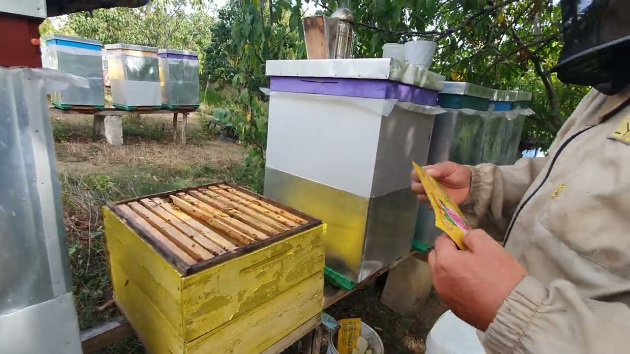 695.Cat puiet mai am dupa 10 zile?  Stup cu probleme.