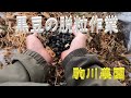 黒豆の脱粒　丹波黒　邑南町　駒川農園　22.12.14