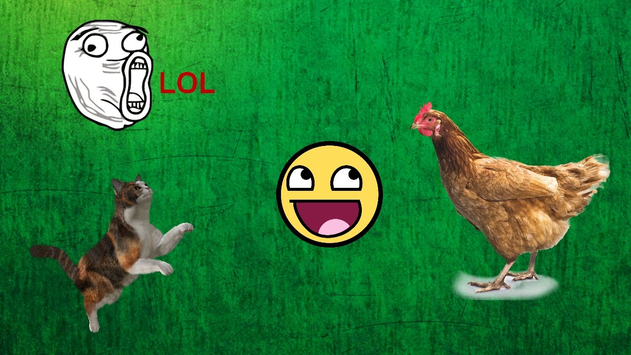 Comedy Football Funny Animals Pitch Invaders - YouTube