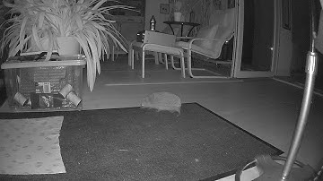 Reolink Captures: Surprise Guest