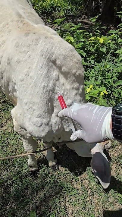 [Lato lato] penanganan lembu terkena virus LSD