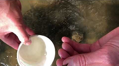 Benthic Macro invertebrates Sampling