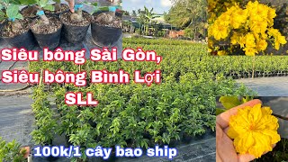 13/5/2024 mai siêu Bông Sài Gòn, siêu bông Bình Lợi lấy bo, dảo thủ đức già mùa củ nở