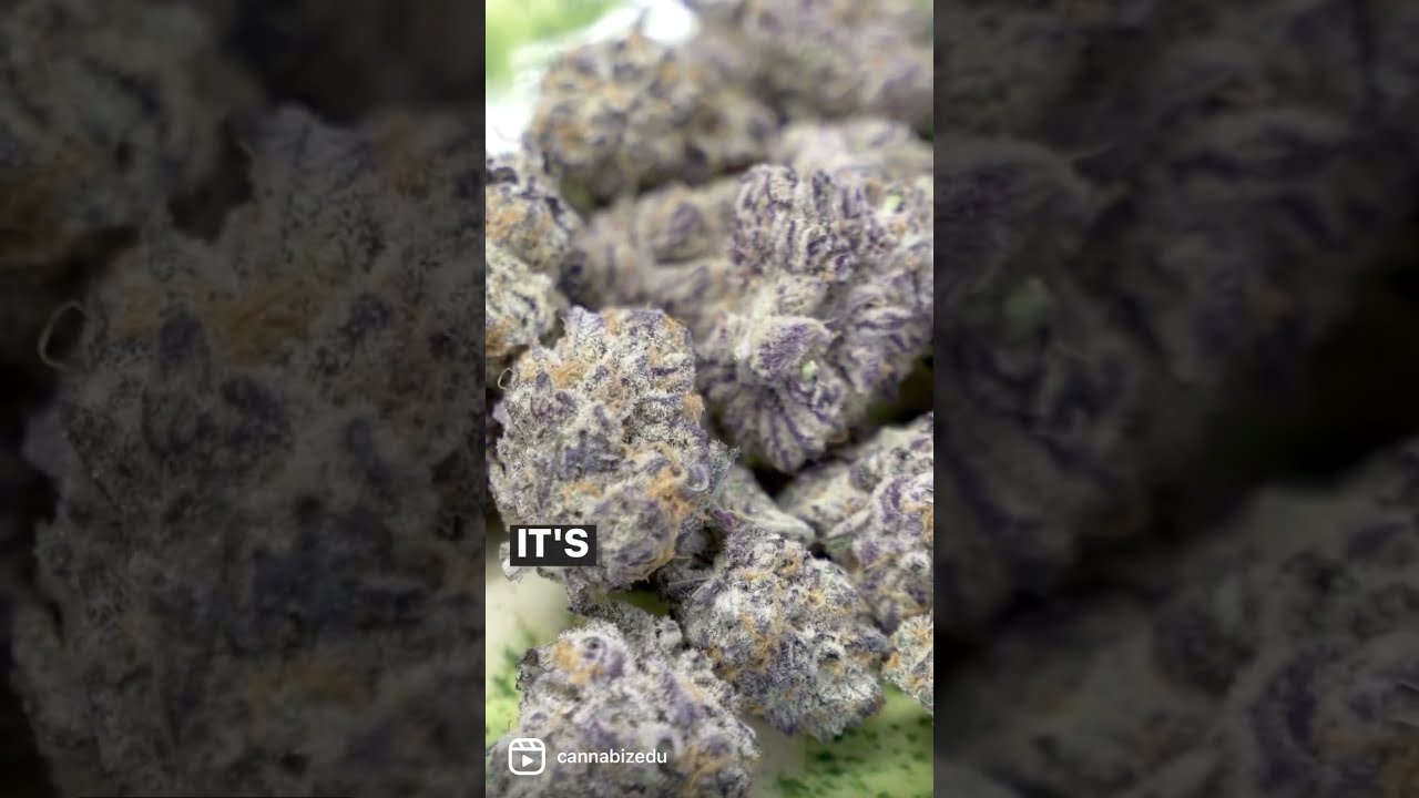  Indoor Vs Outdoor Growing What Are The Results Shorts