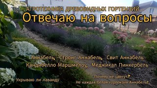 АННАБЕЛЬ, СТРОНГ АННАБЕЛЬ в разн.усл., Агротехника,а так же Медж. Пинкербель,Кандибелло Маршмелоу.