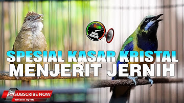 SPESIAL KASAR MENJERIT KOMBINASI LENGKAP MASTERAN MURAI BATU DAN CUCAK IJO FULL ISIAN KASAR KRISTAL