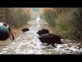 Hunting For Wild Boar Compilation