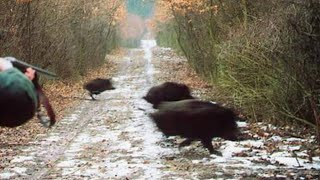 Hunting For Wild Boar Compilation