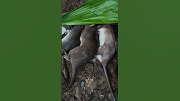 #đi rừng bẫy chuột vào sóc #dirung sinh tồn trong rừng