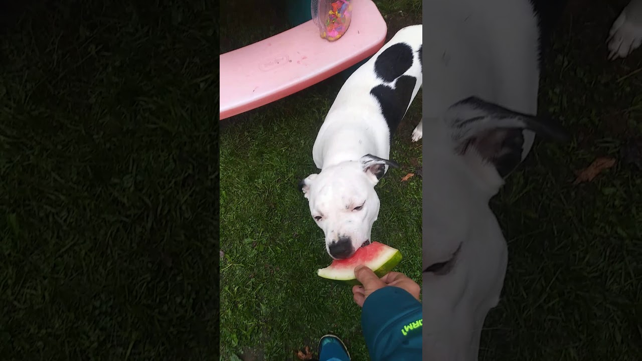 Cute puppy eating watermelon YouTube