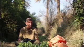 فوائد عشبه القريص أو الانجر لعلاج الاكزمه الصدفيه الامراض الجلديه خارجيوداخلي مع حيدركوبرا العراقي