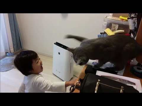 ３歳児　VS　戦闘民族サイヤ猫　【音量注意です、子供が騒ぎます】 - YouTube