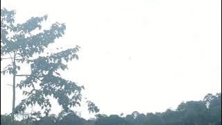 Bunyi Burung Enggang Belukar@Bushy-crested Hornbill Sound