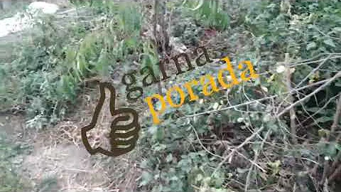 Можно ли сажать терн ( тернослив) на своем участке