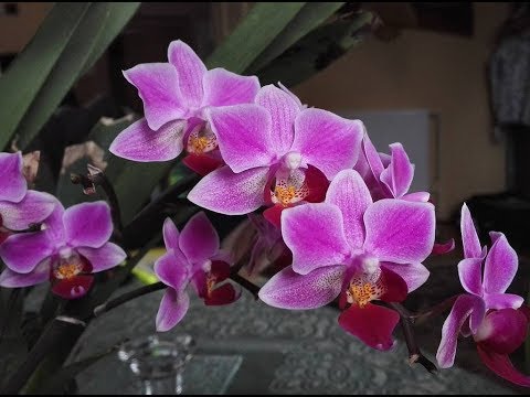 როგორ ხდება ორქიდეას გადარგვა და ტორფის ჭიქის ამოცლა? მულტიფლორა Phal. Magic Dream \u0026 MUKALLA