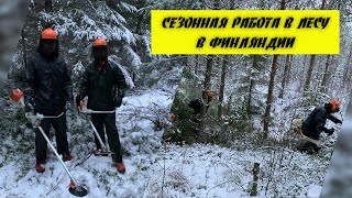 Сезонная работа в лесу в Финляндии. Сколько можно заработать и какая оплата?