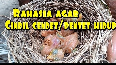 Meloloh anakan cendet yang masih cindil/merah🔴